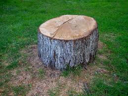 Reliable Lodi, WI Tree Care Solutions