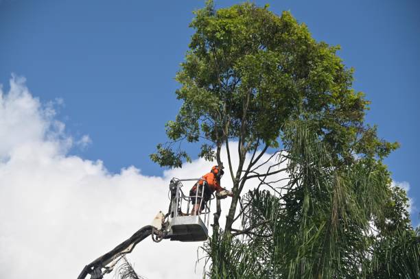 How Our Tree Care Process Works  in  Lodi, WI