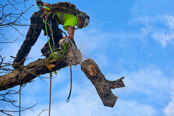 Seasonal Cleanup (Spring/Fall) in Lodi, WI